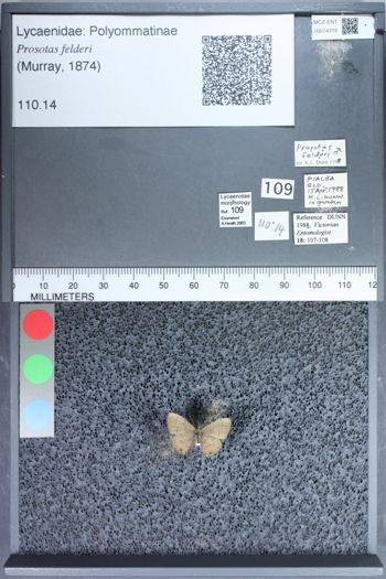 Media type: image;   Entomology 74318